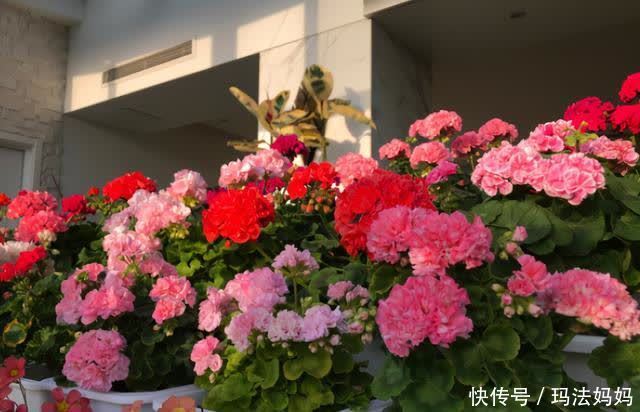 养天竺葵有“三喜三怕”,新手做好了,叶子油绿,花开不断