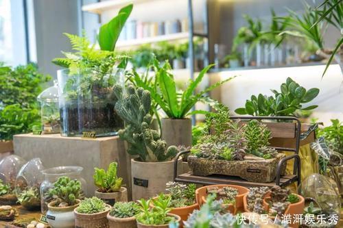 阳台上|家里的角落也别放过,都摆上绿植鲜花,家里清爽观赏性强