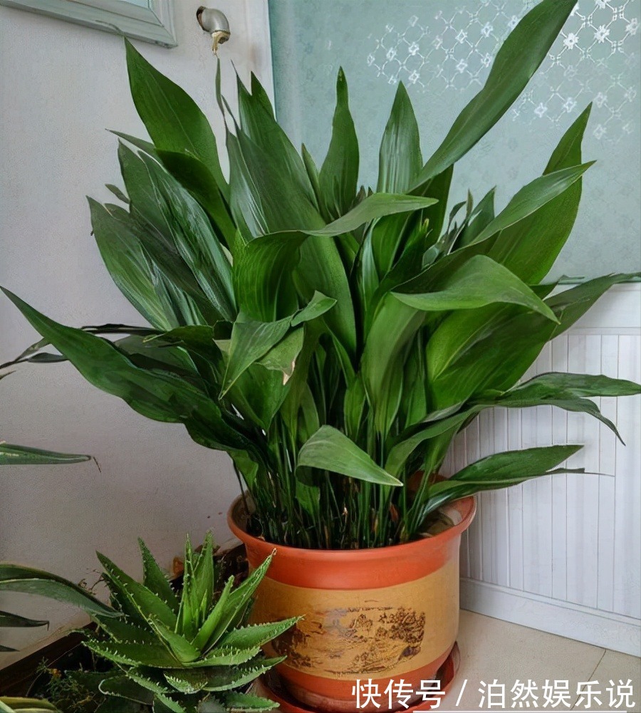 5种客厅“懒人花”,耐阴又耐旱,天天不管它,挤出满盆大笋芽