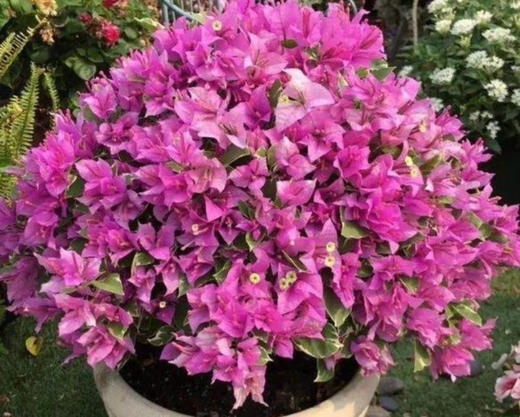 春节过后这几款植物养在家里，好养如绿萝，简单易成活，纯洁美