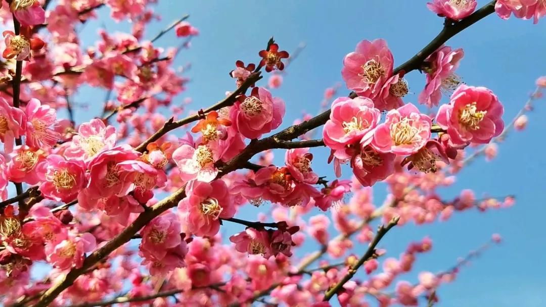 老年|梅花开了！悄悄告诉你宁乡绝佳赏梅圣地