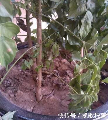 花盆|养花浇水要懂“见干见湿”,如何理解怎么把握你知道吗!