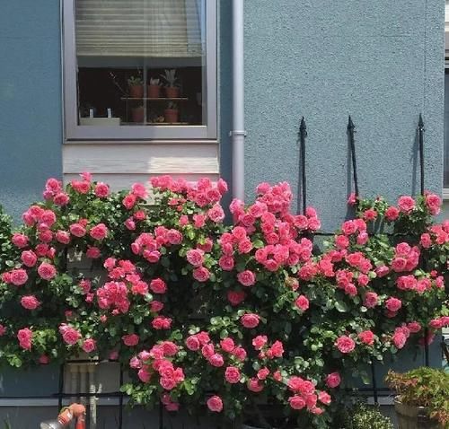 这份让春季花园“爆花”的清单你收藏一下吧！