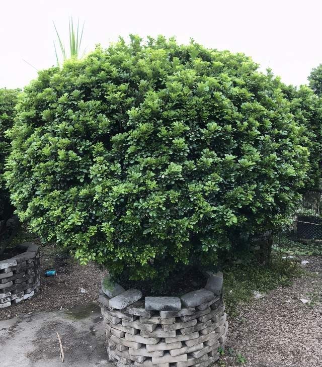 不错|米兰盛开时花香淡雅,叶子四季青翠,养护简单好打理