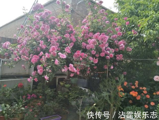 天后|月季花朵变小记得将“3步”做好,20天后花朵“拳头大”,漂亮
