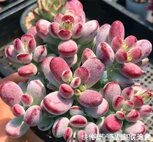 乒乓|捡了一棵“秃顶”的多肉乒乓福娘，养2年完美逆袭，美呆了