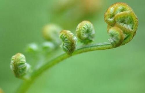 此“长寿菜”又到采摘季，别因常见而忽视，价值很大，别不懂