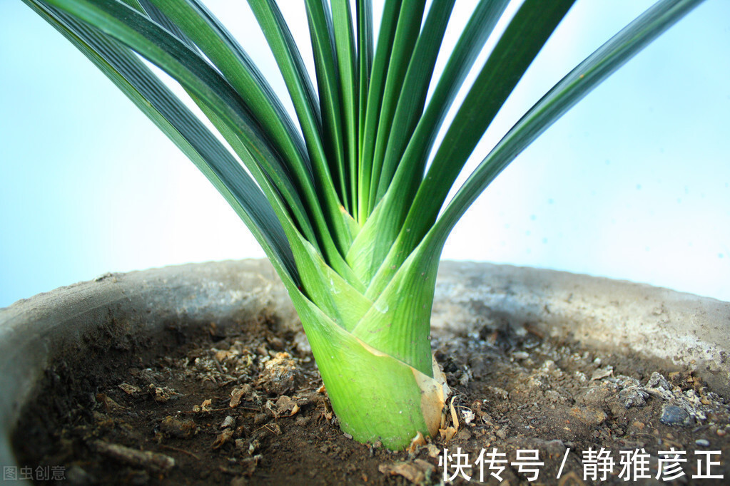 叶纹|君子兰长得好不好,不在于开不开花,而在于这三个地方