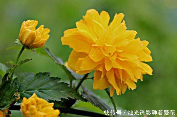 此花金花满枝,高贵雅致,被认为最有观赏价值的花卉,象征着高贵