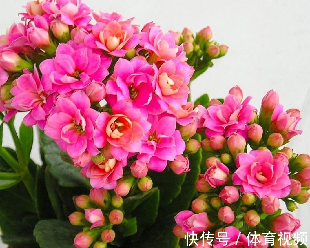 养长寿花不能“懒”,做好4要点,一茬接一茬开不停,尤其是第3点