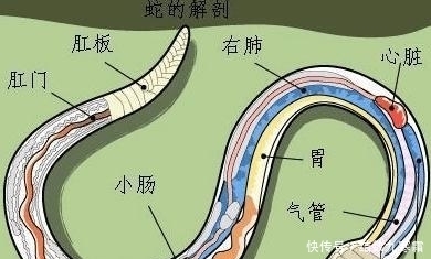 古有谚语“打蛇打七寸”,为何是打七寸?