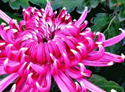 喜欢菊花，不如养盆“珍稀名菊”紫琅新秀，开花爆成花海，美极了