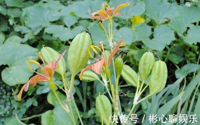 一种名称会让人脸红的植物,价值却很大,野外遇见别错开