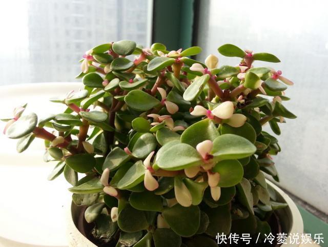 株型精致易培养成老桩,学会这4点,自己在家扦插“金枝玉叶”