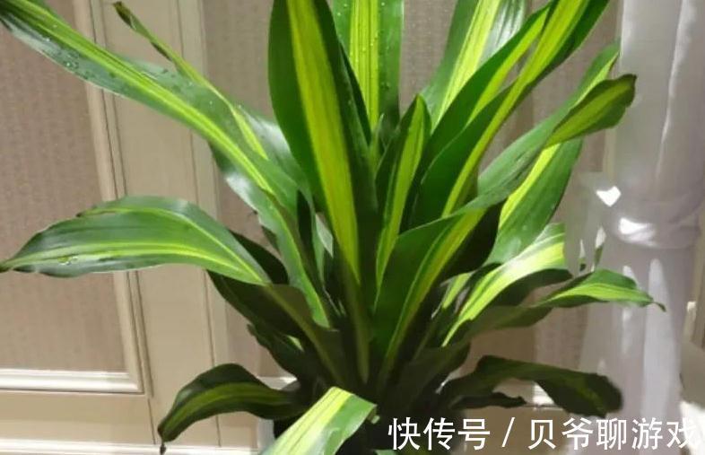 家里光照不足别犯愁,8种耐阴花好养又漂亮,养在家里真气派