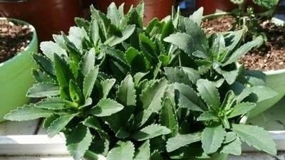 这几种植物在家非常好养还能炒着吃,真是太棒了!知道什么植物吗