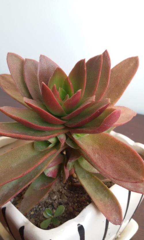 红红火火的火祭,今年就选它了,怎么才能养好呢?