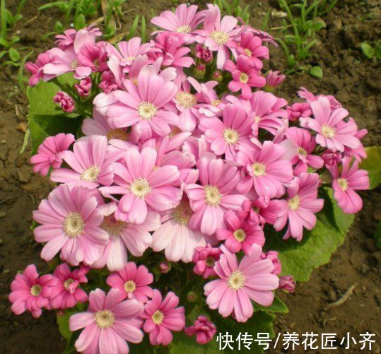 8种“短命花”,年前买,年后扔,只因好看忍不住,才会年年买