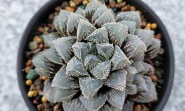 这样给多肉晒太阳，难怪你养一盆死一盆，现在看还不晚！