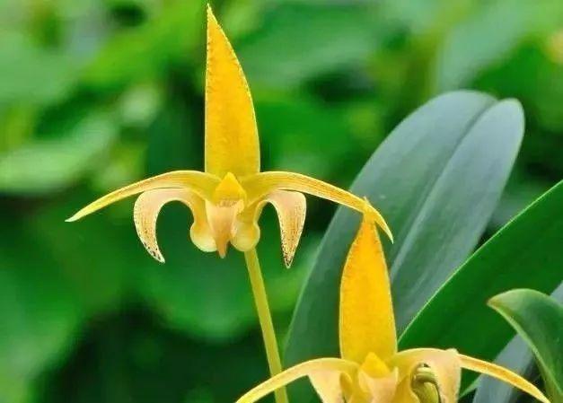 最全的兰花大鉴赏,看看你都见过几种兰花!