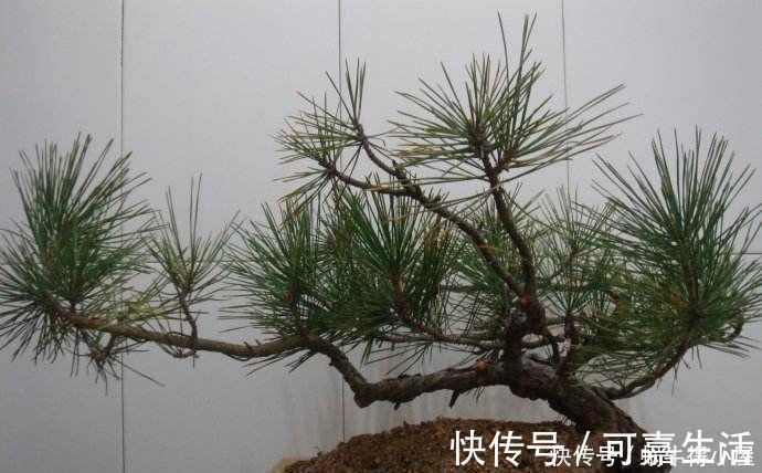 金银花|花友公认具有灵性的绿植,你需要知道它们
