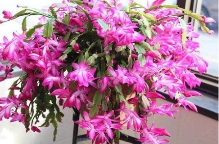 养好蟹爪兰，掌握“1招”，全年叶片肥厚油绿，花开不断，爆满盆