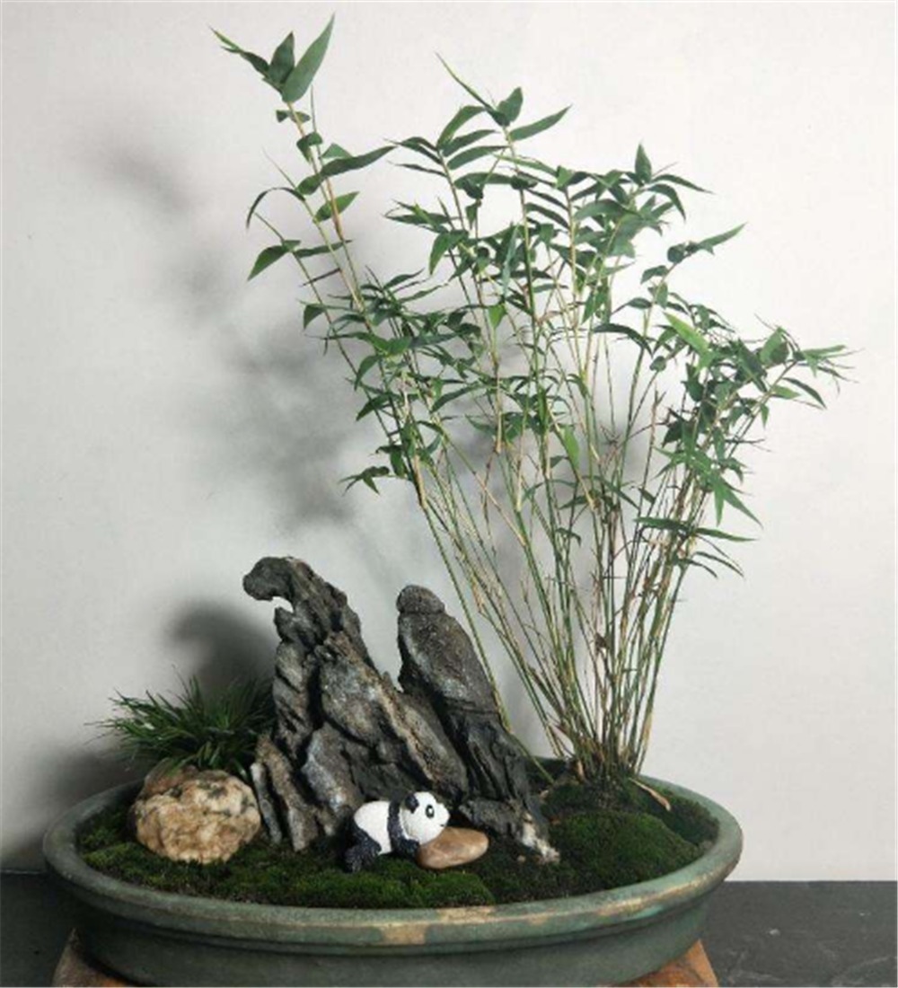 清明时节挖“野竹”，带回家“6步”做盆景，能“医俗”，可聚灵