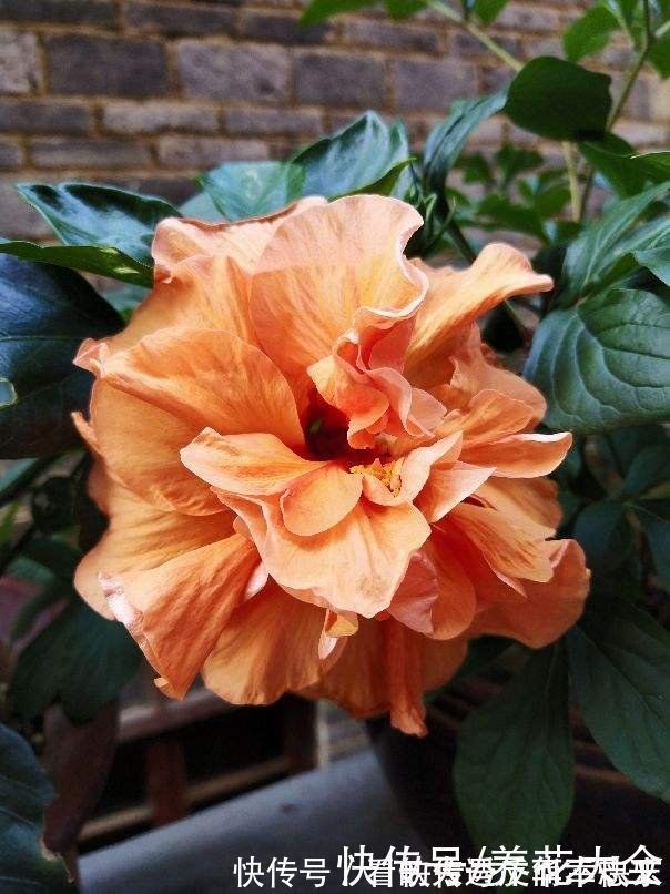 耐阴花就养这5种,阴凉地儿也能开花,颜值一点不比阳性植物低