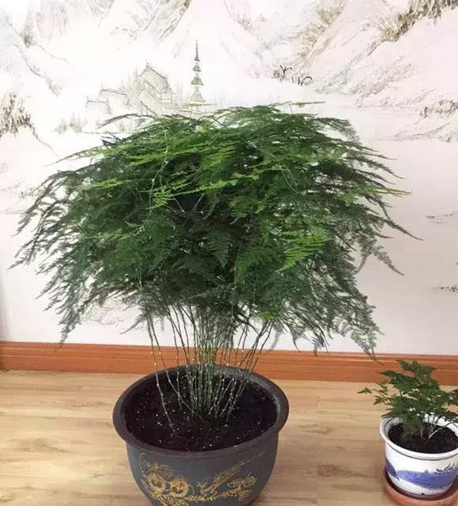 花店老板绝不外传的浇水方法,学会浇水“小技巧”,养啥花都旺!