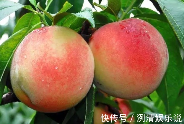 可湿性粉剂|桃子润肠通便、改善便秘,如何种出优质高产的桃子,重点掌握四点