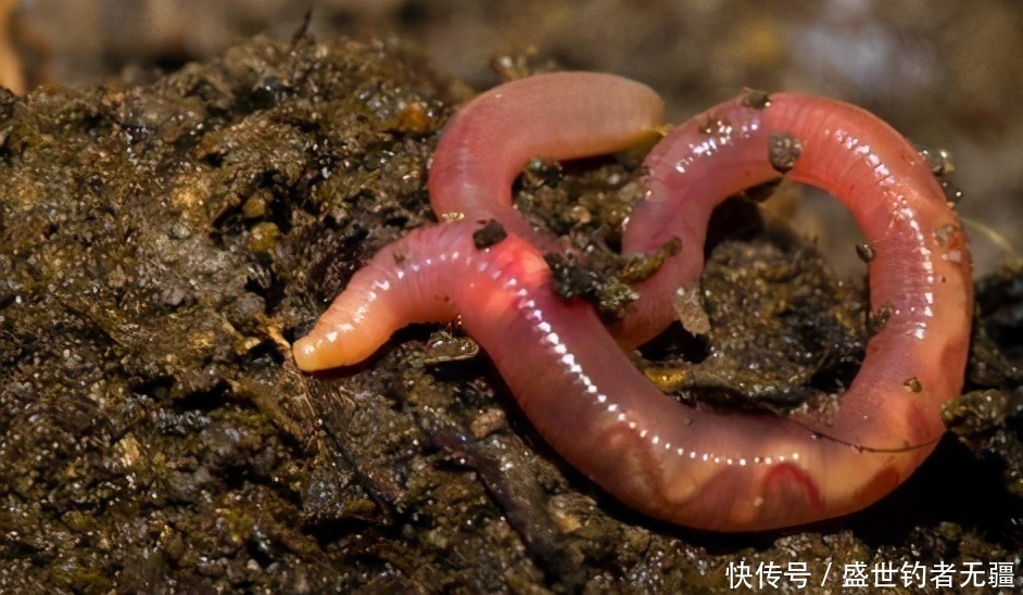 空钩|用蚯蚓钓鱼不会调漂?两种靠谱调漂方法,怎么用都好——盛世三渔