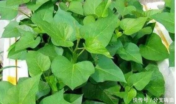 玻璃瓶|把红薯放玻璃瓶看了的人都蒙了