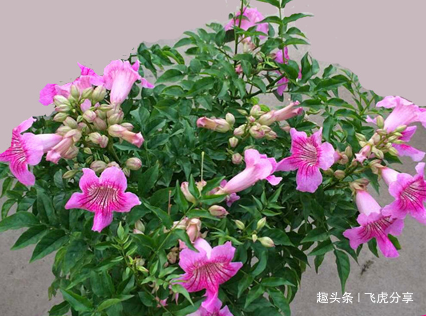 花期|三种实力强劲的开花机器,花朵特别漂亮,常年开花不断,值得养