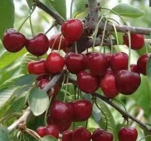 好吃|在家种“车厘子”,漂亮好吃,结果量大,果子挂满树,够全家吃