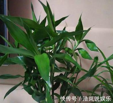 茂盛|水培富贵竹,水里放一点“料”,不黄叶不烂根,油绿茂盛能开花