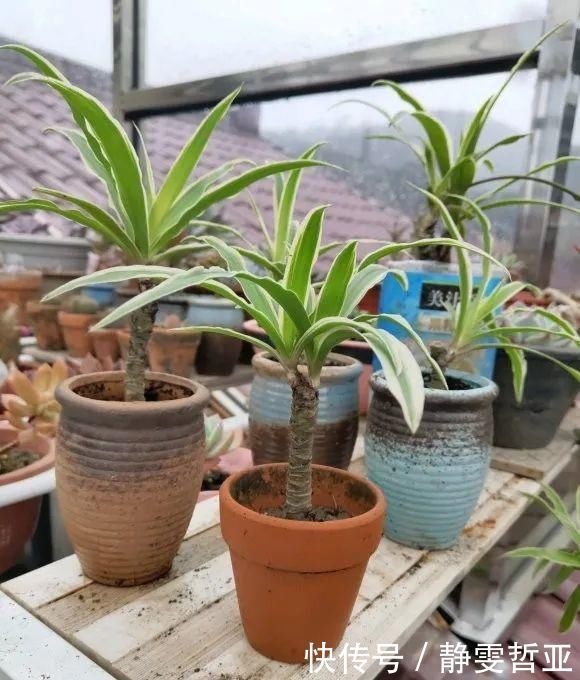 虎皮兰,红掌,吊兰养成老桩,变成大树,真壮观