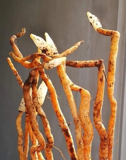 兰花只发芽不长根，究竟是什么原因？原因很简单，治理也不难