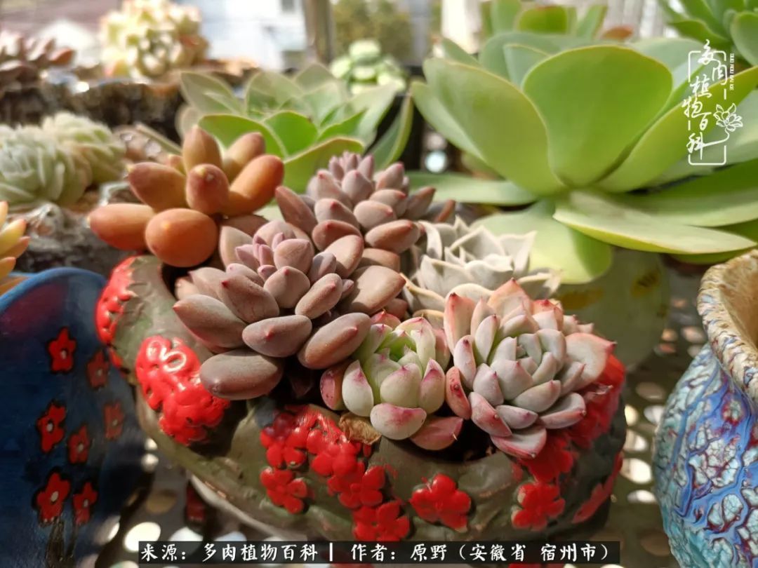 揭秘那些干净又温暖的多肉照片从哪里来