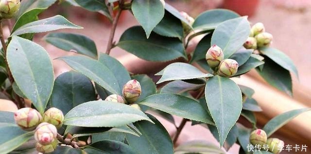 茶花土里加“一料”,15天蹭蹭冒白根,独苗变老桩,花开拳头大!