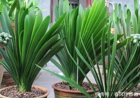 黄豆肥|君子兰离不开2种水,1年换着浇,冒白根、开花多