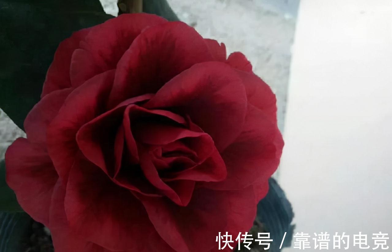 这“三茶花”不怕冷，零下30℃也能开花，单朵可持续绽放一整季