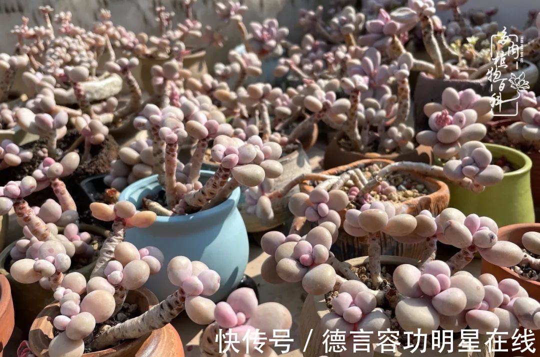 最美四月天,去杨姐的屋顶花园,赴一场花约!