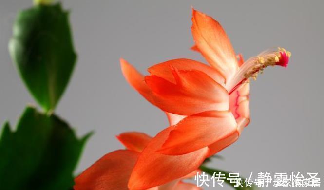 蟹爪兰开花期间，做好3个掐，开花多，复花快