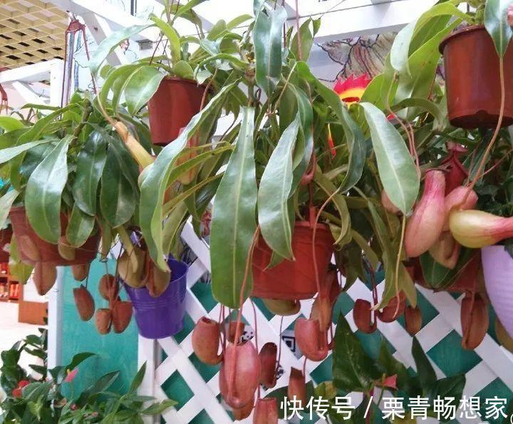 薄荷|7种花插土里,立马长满院子,蚊虫不敢靠近!