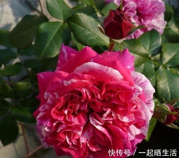  去年买的月季，花越开越小颜色越来越淡。用这几招马上恢复如初！