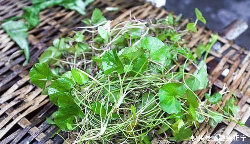 叶子|叶子像一个碗,既是野菜,也是药,曾是上好的凉茶料,你可认识?