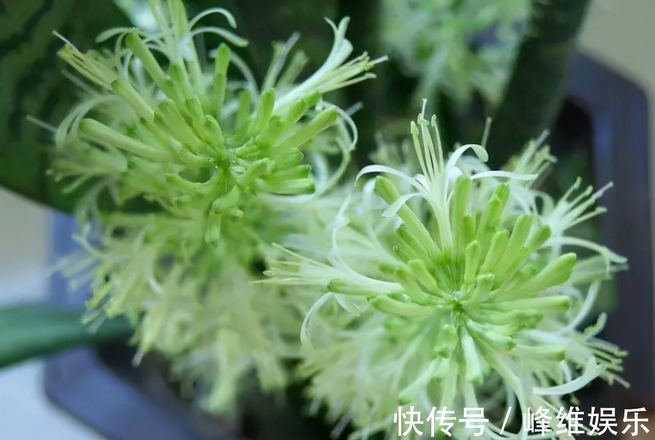 虎皮兰不长新芽,多是犯了3个错误,改正了才能不断冒嫩芽