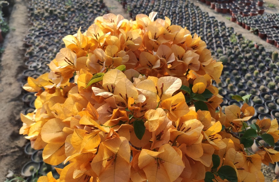 小叶紫|三角梅开过一次就不再开花适当对它“狠一点”，才能快速冒花苞