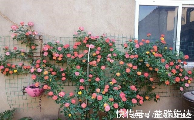 四季|此款藤本植物,一树多色花,漂亮似彩虹,四季开花,南北方都能种!