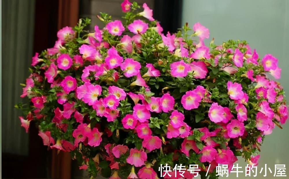 新手|家里养了4种花,7月修剪是关键,还能再开一茬花,新手须知